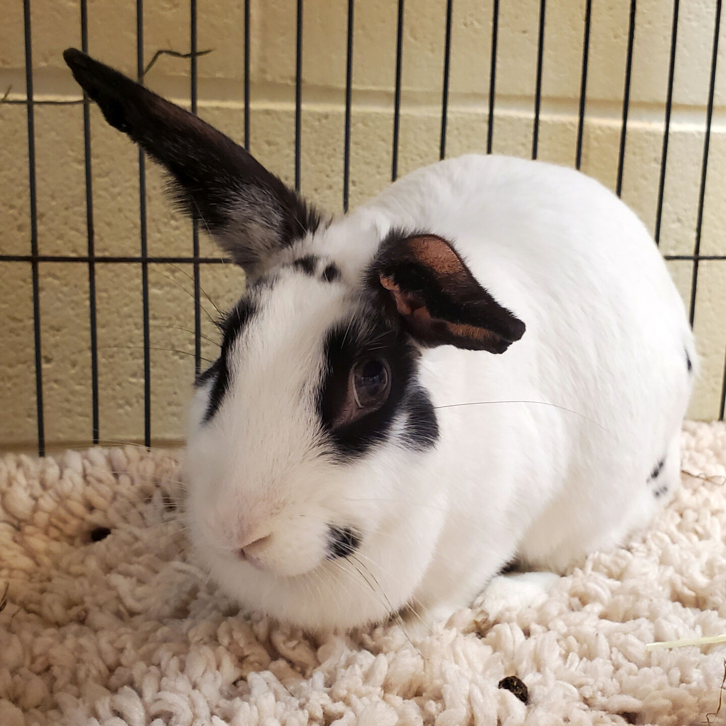 Martin County Pet of the Week - Week of July 24, 2020
